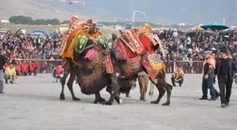 Menemen'de Festival Gibi Deve Güreşi Yapıldı