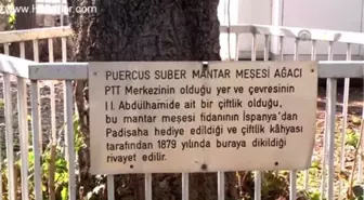 Padişaha hediye gelen 'mantar meşesi'nin değeri geç anlaşıldı -