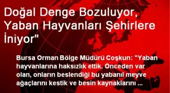 'Doğal Denge Bozuluyor, Yaban Hayvanları Şehirlere İniyor'