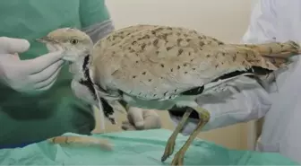 100 Yıl Sonra Görülen 'Yakalı Toy' Doğaya Bırakıldı