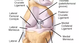 Diz Ekleminde Kıkırdak Sorunları