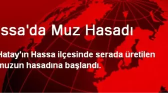 Hassa'da Muz Hasadı