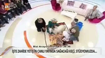 Canlı Yayında Keçi Sütü Sağdılar