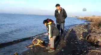 Lapseki'de Ölü Caretta Caretta Bulundu