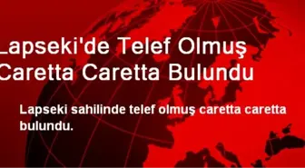 Lapseki'de Telef Olmuş Caretta Caretta Bulundu