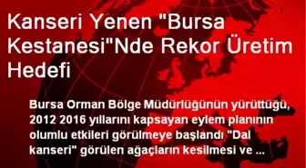 Kanseri Yenen Bursa Kestanesinde Rekor Üretim Hedefi