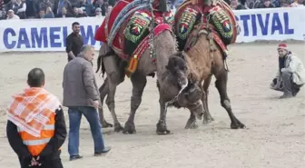 32.selçuk Efes Deve Güreşi Festivali Büyük Bir Coşkuyla Başladı