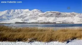 Van Gölü Kuğuların da Uğrak Yeri