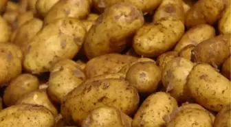 Patates Fiyatları Düşüşe Geçti