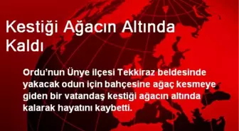 Ordu'da Kestiği Ağacın Altında Kalarak Öldü