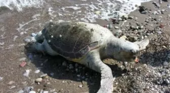 Çanakkale'de Sahilde Telef Olmuş Caretta Caretta Bulundu