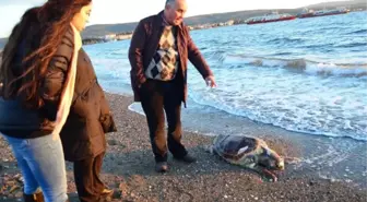 Lapseki'de Ölü Caretta Caretta Kıyıya Vurdu