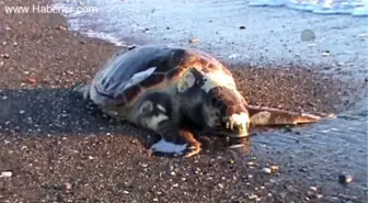 Sahilde telef olmuş caretta caretta bulundu -