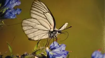 Doğa Fotoğrafçısı Avukattan Sergi