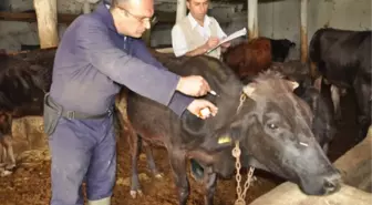 Emet'te 9 Bin 756 Büyükbaş Hayvana Şap Aşısı Yapıldı