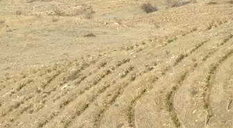 Kaya Delinerek Yapılan Ağaçlandırmada Başarı Yüzde 90