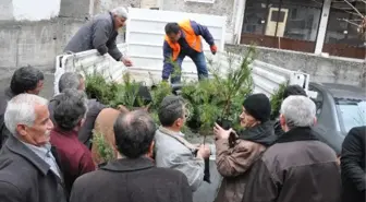 Niksar'da Fidan Dağıtımı