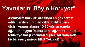 Yavrularını Böyle Koruyor'