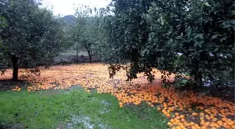 Köyceğiz'de Sel Sonrası Yaralar Sarılıyor