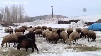 Koyunları için kardan duvar yapıyorlar -