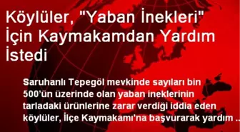 Köylüler, 'Yaban İnekleri' İçin Kaymakamdan Yardım İstedi