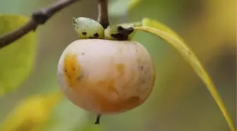 Sindirim Sorunu Bulunanlar Bu Meyveden Uzak Durmalı