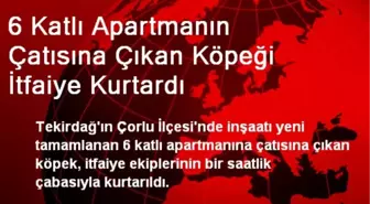 6 Katlı Apartmanın Çatısına Çıkan Köpeği İtfaiye Kurtardı