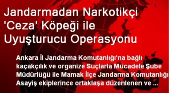 Jandarmadan Narkotikçi 'Ceza' Köpeği ile Uyuşturucu Operasyonu