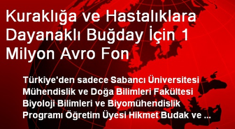 Kuraklığa ve Hastalıklara Dayanaklı Buğday İçin 1 Milyon Avro Fon