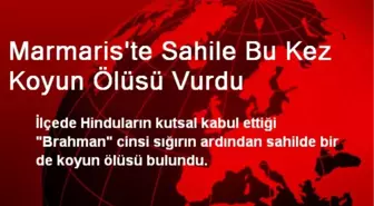 Marmaris'te Sahile Bu Kez Koyun Ölüsü Vurdu