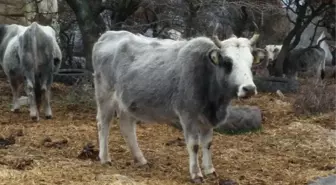 Yerli 'Boz Sığırı'nın Pazar Değeri Arttırılmaya Çalışılıyor
