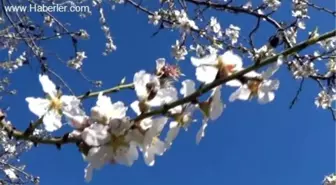 Badem ağaçları erken çiçek açtı -