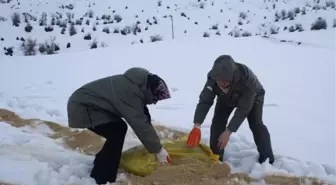 Muş'ta Doğaya Yem ve Sakatat Bırakıldı