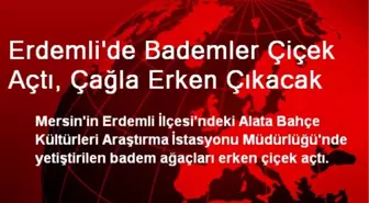 Erdemli'de Bademler Çiçek Açtı, Çağla Erken Çıkacak