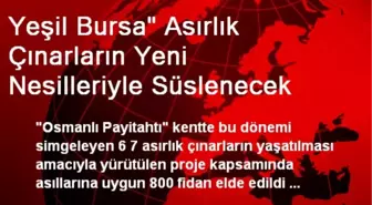 Yeşil Bursa' Asırlık Çınarların Yeni Nesilleriyle Süslenecek