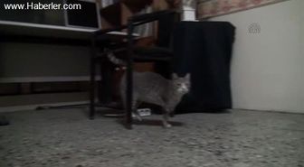 Engelli Derneğinin engelli kedisi -