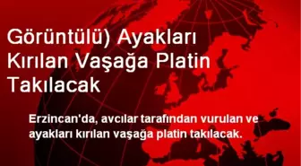 Görüntülü) Ayakları Kırılan Vaşağa Platin Takılacak