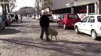 Koyunu ile Birlikte Adağı İçin Yollara Düştü