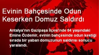Evinin Bahçesinde Odun Keserken Domuz Saldırdı
