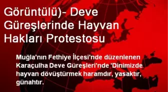 Görüntülü)- Deve Güreşlerinde Hayvan Hakları Protestosu