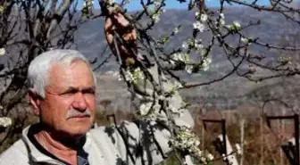 Ege'de Badem Ağaçları Çiçek Açtı