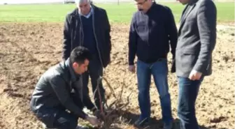 Nusaybin'de Uygulamalı Budama Teknikleri Eğitimi Verildi