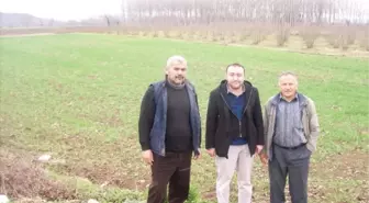 Karasu'da Kışlık Yem Bezelyesi Demonstrasyonu Kuruldu