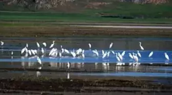 Kurak Hava Su Kuşu Sayısını Azalttı