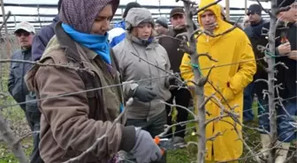 Tekirdağ'da Meyvecilik Bakım ve Budama Kursu Devam Ediyor