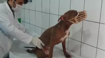 Twıtter'dan Gelen Mesaj Köpeğin Hayatını Kurtardı