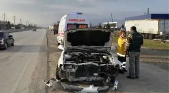 Kazaya Neden Olan Köpek Olay Yerinde Bekledi