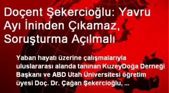 Doçent Şekercioğlu: Yavru Ayı İninden Çıkamaz, Soruşturma Açılmalı