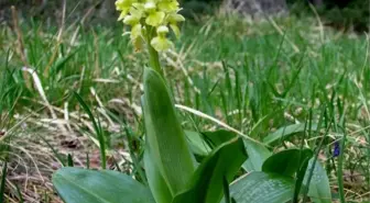 Salep Eylem Planı Uygulamaya Geçiyor