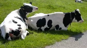 İneği Kurtarmak İsterken İnek Tarafından Öldürüldü